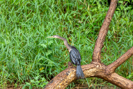 Tropical bird Snakebird, darter, American darter, or water turkey, (Anhinga anhinga). Refugio de Vida Silvestre Cano Negro, Wildlife and bird watching in Costa Rica.の写真素材