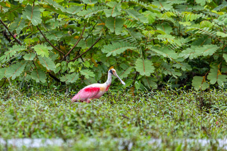 Beautiful pink bird, Roseate spoonbill (Platalea ajaja), gregarious wading bird of the ibis and spoonbill family. Refugio de Vida Silvestre Cano Negro, Wildlife and bird watching in Costa Rica.の写真素材