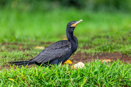 Neotropical cormorant or olivaceous cormorant (Phalacrocorax brasilianus), medium-sized cormorant. Refugio de Vida Silvestre Cano Negro, Wildlife and bird watching in Costa Rica.の写真素材