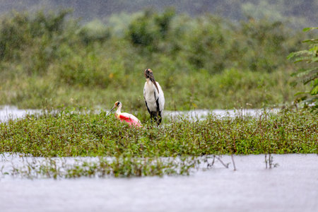 Wood stork (Mycteria americana), large American wading bird in the family Ciconiidae. Refugio de Vida Silvestre Cano Negro, Wildlife and bird watching in Costa Rica.の写真素材