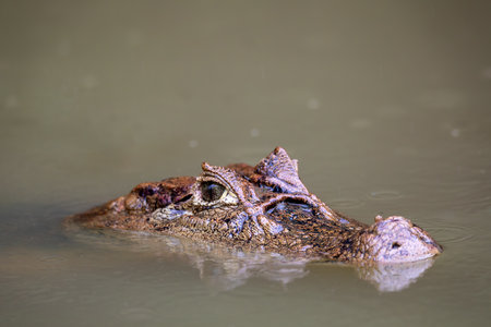 Spectacled caiman (Caiman crocodilus) or Common Caiman, crocodilian reptile, predator in Refugio de Vida Silvestre Cano Negro, Costa Rica wildlifeの写真素材