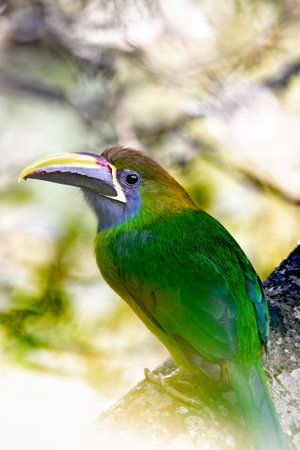 Emerald toucanet (Aulacorhynchus prasinus), small toucan. Beautiful bird at San Gerardo de Dota, Wildlife and birdwatching in Costa Rica.の写真素材