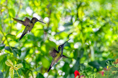 Violet-headed hummingbird (Klais guimeti) Beautiful bird at San Gerardo de Dota, Wildlife and bird watching in Costa Rica.の写真素材