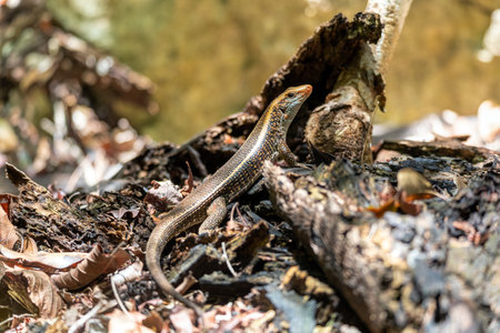 Madagascar girdled lizard or Madagascar plated lizard (Zonosaurus madagascariensis), endemic species of lizard in the family Gerrhosauridae. Tsingy De Bemaraha, Madagascar wildlife animalの写真素材