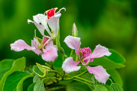 Bauhinia monandra is a species of leguminous trees, of the family Fabaceae. Common names include pink bauhinia, orchid tree, and Napoleon's plume. Refugio de Vida Silvestre Cano Negro, Costa Rica.の写真素材