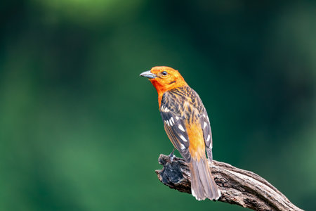 Small bird Flame-colored Tanager (Piranga bidentata), male on a branch in San Gerardo de Dota, Wildlife and birdwatching in Costa Rica.の写真素材
