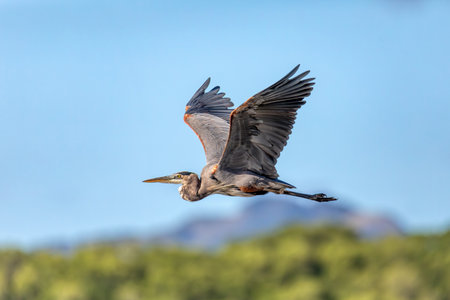 Bird great blue heron (Ardea herodias) flying over river. Refugio de Vida Silvestre Cano Negro, Wildlife and birdwatching in Costa Rica.の写真素材