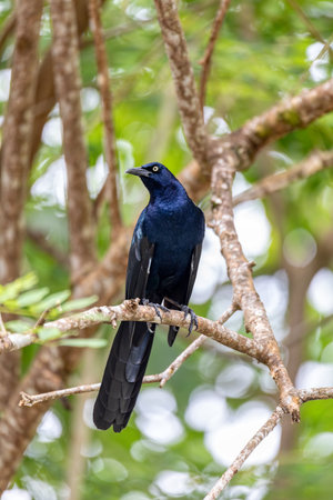 Great-tailed grackle or Mexican grackle (Quiscalus mexicanus) is a medium-sized, highly social passerine bird. Manuel Antonio National Park, Quepos, Costa Ricaの写真素材