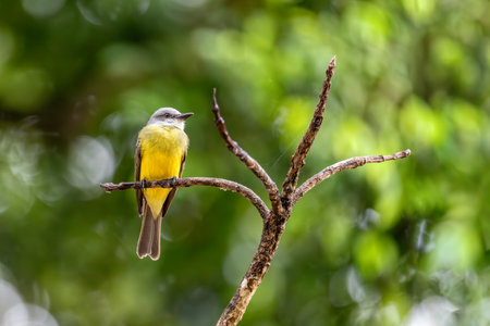 Tropical kingbird (Tyrannus melancholicus) is a large tyrant flycatcher bird. Refugio de Vida Silvestre Cano Negro, Wildlife and bird watching in Costa Rica.の写真素材