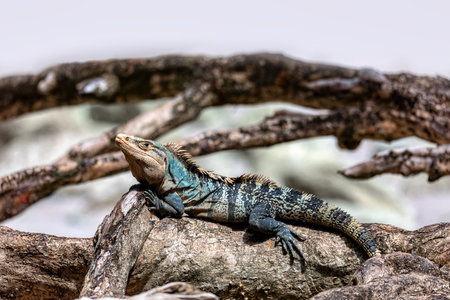 Head portrait of very impressive lizard black spiny-tailed iguana (Ctenosaura similis) in beach of...