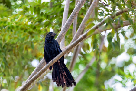 Black bird, groove-billed ani (Crotophaga sulcirostris), tropical bird in the cuckoo family, Guanacaste Costa Ricaの写真素材