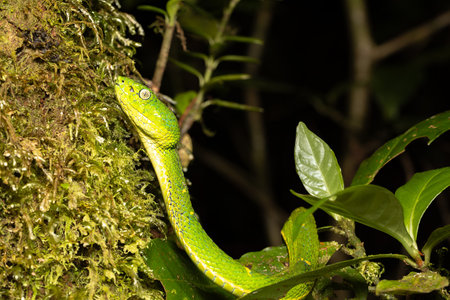 Danger green snake side-striped palm pitviper or side-striped palm viper (Bothriechis lateralis) Venomous pit viper species found in the mountains of Santa Elena, Costa Rica wildlifeの写真素材