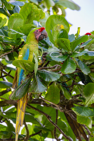 Great green macaw (Ara ambiguus), also known as Buffon's macaw or the great military macaw. Ara...