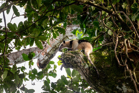 Northern tamandua (Tamandua mexicana), ant eater climb in treetop, Tortuguero Cero, Costa Rica wildlifeの写真素材