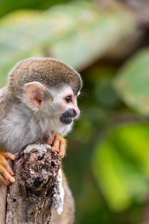 Central American squirrel monkey (Saimiri oerstedii), Quepos, Costa Rica wildlifeの写真素材