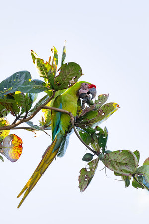 Great green macaw (Ara ambiguus), also known as Buffon's macaw or the great military macaw. Ara ambiguus is listed as Critically Endangered. Tortuguero, Wildlife and birdwatching in Costa Rica.の写真素材