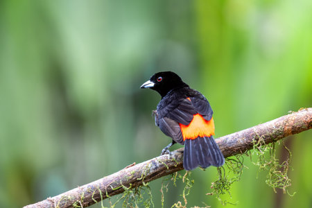 Scarlet-rumped tanager male (Ramphocelus passerinii), medium-sized passerine bird. La Fortuna,...