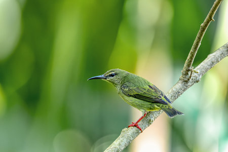 Female of Red-legged honeycreeper (Cyanerpes cyaneus), small songbird species in the tanager family (Thraupidae), La Fortuna, Volcano Arenal, Wildlife and birdwatching in Costa Rica.の写真素材