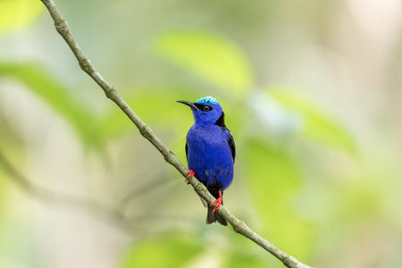 Male of Red-legged honeycreeper (Cyanerpes cyaneus), small songbird species in the tanager family (Thraupidae), La Fortuna, Volcano Arenal, Wildlife and birdwatching in Costa Rica.の写真素材