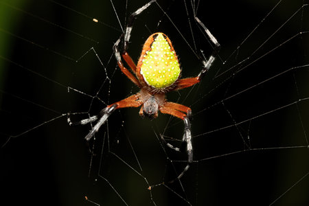 Eriophora nephiloides, the tropical orb weaver, is a species of orb weaver in the spider family Araneidae. Tortuguero, Costa Rica wildlife.の写真素材