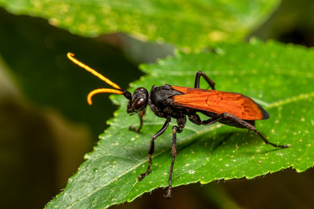 Hemipepsis ustulata is a species of tarantula hawk wasp. Tarantula hawks are a large, conspicuous...