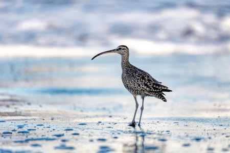 Eurasian or Common whimbrel (Numenius phaeopus), bird known as the white-rumped whimbrel in North America, wader in the large family Scolopacidae. Tortuguero, Wildlife and birdwatching in Costa Rica.の写真素材
