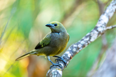 Bird Palm tanager (Thraupis palmarum) is a medium-sized passerine bird. Coin, Sierra Nevada de Santa Marta Magdalena department. Wildlife and birdwatching in Colombia.の写真素材