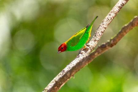 Bay-headed tanager (Tangara gyrola), medium-sized passerine bird. Coin, Sierra Nevada de Santa Marta Magdalena department. Wildlife and birdwatching in Colombia.の写真素材
