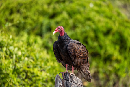 Turkey vulture (Cathartes aura), most widespread of the New World vultures in the genus Cathartes of the family Cathartidae. El Paso Cesar Department. Wildlife and birdwatching in Colombia.の写真素材