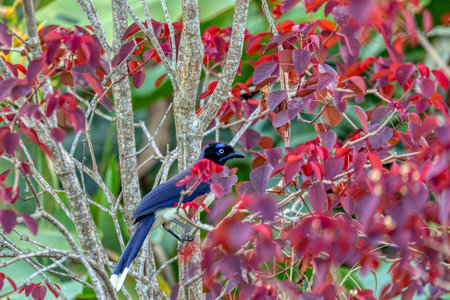 Black-chested jay (Cyanocorax affinis) is a species of bird in the family Corvidae. Coin, Sierra Nevada de Santa Marta, Magdalena department. Wildlife and birdwatching in Colombiaの写真素材