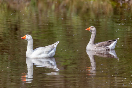 Greylag goose or graylag goose (Anser anser), species of large goose in the waterfowl family Anatidae. Santuario del Oso de Anteojos, Department of Cundinamarca. Wildlife and birdwatching in Colombia.の写真素材