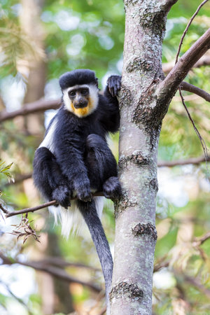 Mantled guereza (Colobus guereza), monkey known simply as the guereza, the eastern black-and-white colobus, or the Abyssinian black-and-white colobus. Lake Awassa, Ethiopia, Africa wildlifeの写真素材