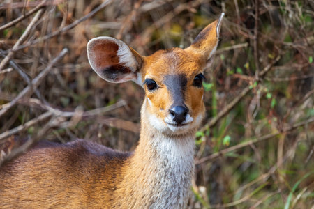 Female of rare endemic Menelik bushbuck (Tragelaphus scriptus meneliki) hiding in bush, antelope in Simien mountains, Ethiopia, Africa wildernessの写真素材