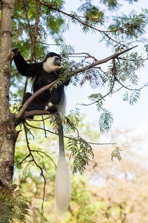 Mantled guereza (Colobus guereza), monkey known simply as the guereza, the eastern black-and-white colobus, or the Abyssinian black-and-white colobus. Lake Awassa, Ethiopia, Africa wildlifeの写真素材