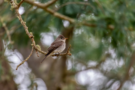 Northern tropical pewee (Contopus bogotensis), species of bird in the family Tyrannidae. Guatavita Guavio Province, Wildlife and birdwatching in Colombia.の写真素材