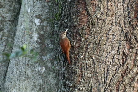 Straight-billed woodcreeper (Dendroplex picus), species of bird in the subfamily Dendrocolaptinae. Rionegro, Antioquia department. Wildlife and birdwatching in Colombiaの写真素材