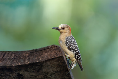 Red-crowned woodpecker (Melanerpes rubricapillus) is a species of bird in the subfamily Picinae of the woodpecker family Picidae. Rionegro, Antioquia department, Colombia.の写真素材