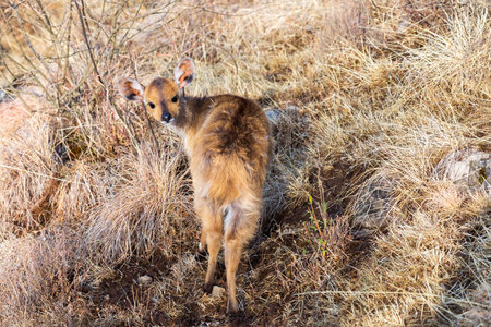 Female of rare endemic Menelik bushbuck (Tragelaphus scriptus meneliki) hiding in bush, antelope in Simien mountains, Ethiopia, Africa wildernessの写真素材