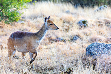 Female of rare endemic Menelik bushbuck (Tragelaphus scriptus meneliki) hiding in bush, antelope in Simien mountains, Ethiopia, Africa wildernessの写真素材