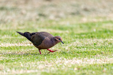 Eared dove (Zenaida auriculata), New World dove bird. Ecoparque Sabana, Cundinamarca department. Wildlife and birdwatching in Colombia. Wildlife and birdwatching in Colombiaの写真素材