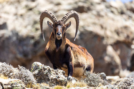 Very rare Walia ibex, (Capra walie), rarest ibex in the world. Only about 500 individuals survived in Simien Mountains in Northern Ethiopia, Africaの写真素材