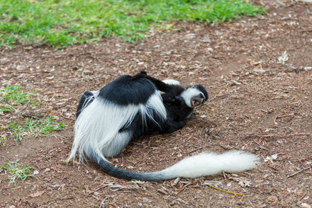 Mantled guereza (Colobus guereza), monkey known simply as the guereza, the eastern black-and-white colobus, or the Abyssinian black-and-white colobus. Lake Awassa, Ethiopia, Africa wildlifeの写真素材