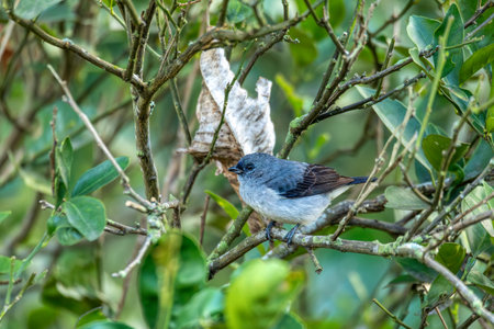 Plain-colored tanager (Tangara inornata) is a species of bird in the family Thraupidae. Rionegro, Antioquia department, Wildlife and birdwatching in Colombia.の写真素材