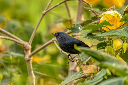White-sided flowerpiercer (Diglossa albilatera), bird is a fairly common and widespread species of flowerpiercer. Valle Del Cocora, Quindio Department. Wildlife and birdwatching in Colombia.の写真素材