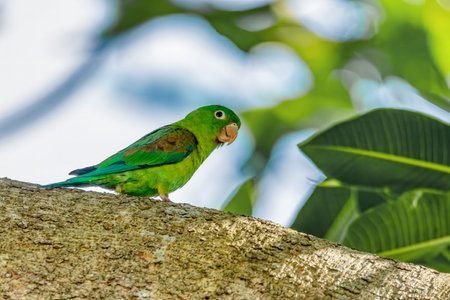 Orange-chinned parakeet (Brotogeris jugularis), known as Tovi parakeet, species of bird in subfamily Arinae. Rionegro, Antioquia department, Wildlife and birdwatching in Colombia.の写真素材