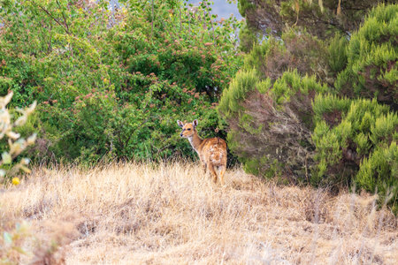 Female of rare endemic Menelik bushbuck (Tragelaphus scriptus meneliki) hiding in bush, antelope in Simien mountains, Ethiopia, Africa wildernessの写真素材