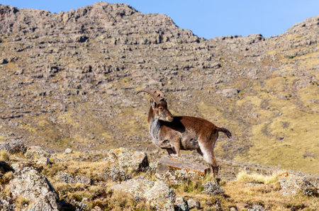 Very rare Walia ibex, (Capra walie), rarest ibex in the world. Only about 500 individuals survived...