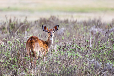 Mountain nyala (Tragelaphus buxtoni) or balbok, large antelope found in high altitude woodlands in a small part of central Ethiopia. Female in Bale mountain. Africa wildlifeの写真素材