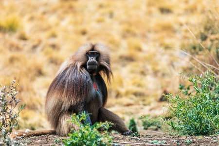 Alpha male of endemic animal monkey Gelada baboon. Theropithecus gelada, Debre Libanos, Simien...
