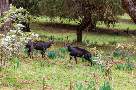 Endemic animals Menelik Bushbuck (Tragelaphus scriptus menelik) in natural habitat, Bale Mountain, Ethiopia,の写真素材